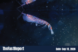 Antarctic krill found at deep-sea hydrothermal vents